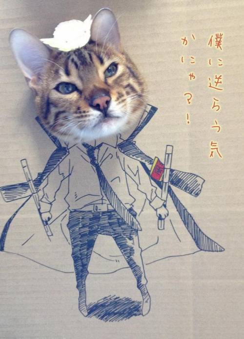 猫がダンボールから顔を出したイラスト画像