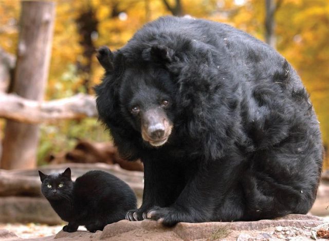 とても仲良しな動物たちの写真