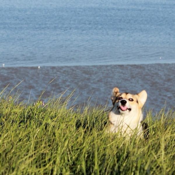 コーギー犬が本当に可愛すぎる写真