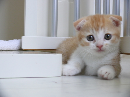 保存したくなる子猫の可愛すぎる写真