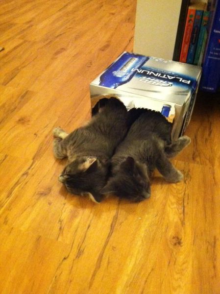 なんで動物ってこんなに可愛いんだろと思える写真