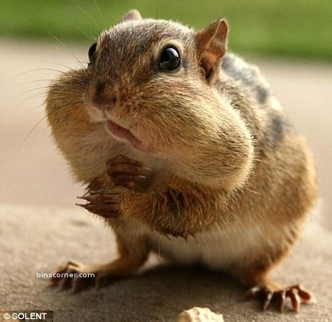 食欲のとどまるところを知らないシマリス