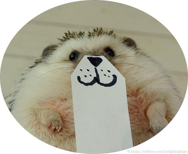 表情豊富なハリネズミの「まるたろうさん」の写真