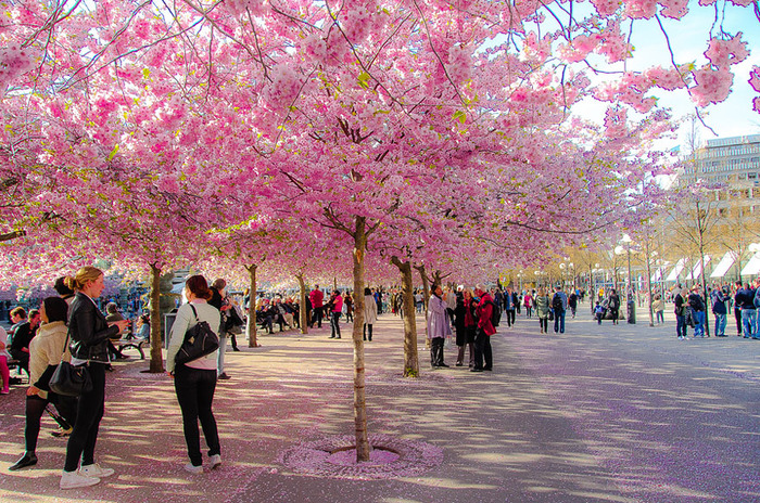 世界に咲く桜 
