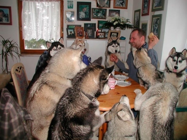 抱きしめたくなるほど可愛い動物の画像