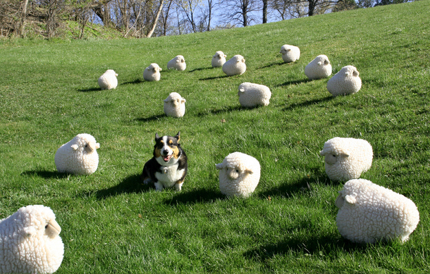 コーギーは幸せそうでかわいいよねと思う写真
