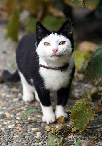 フクロウみたいな猫