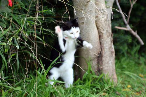 フクロウみたいな猫