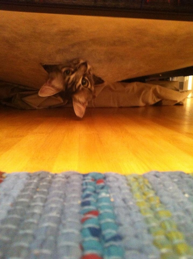 猫のかくれんぼ