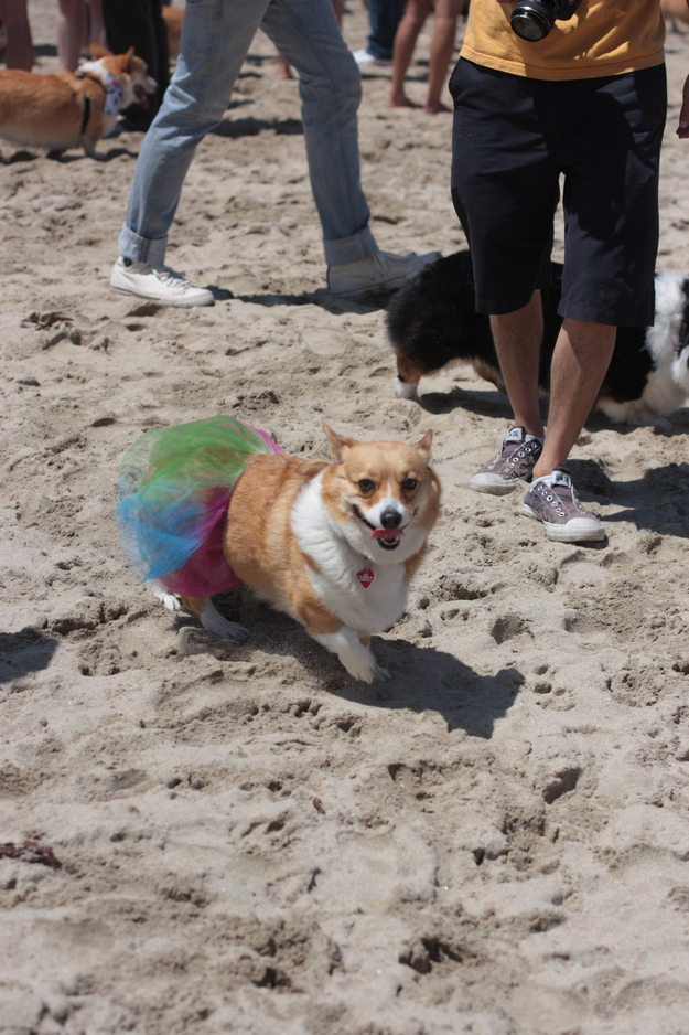 コーギーは幸せそうでかわいいよねと思う写真