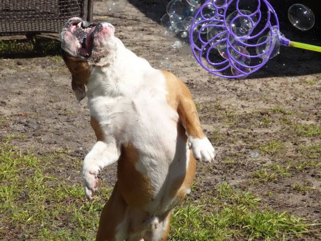 癒しの可愛い動物画像