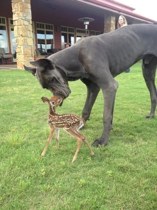 抱きしめたくなるほど可愛い動物の画像