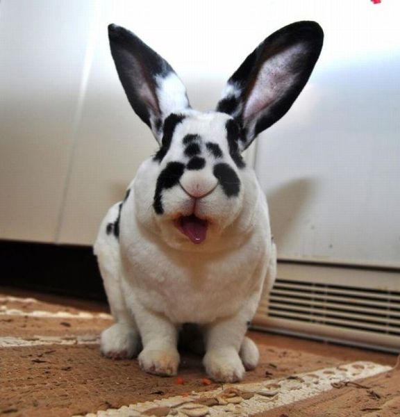 癒しの動物たちの写真