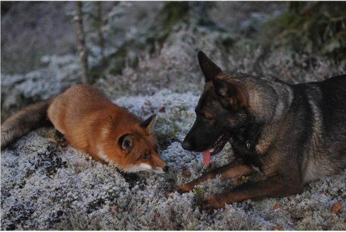 キツネと遊び友達の猟犬が仲良しの写真