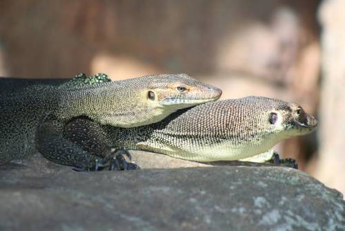 寄り添う動物たち