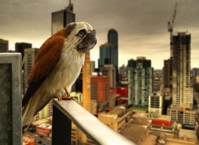 犬と鳥を混ぜるとコレジャナイ感が半端ないことが判明した写真