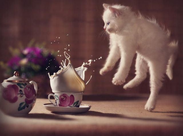 可愛い動物の画像が沢山集まったよ！