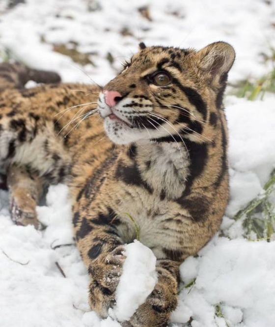 雪と戯れるヒョウの写真