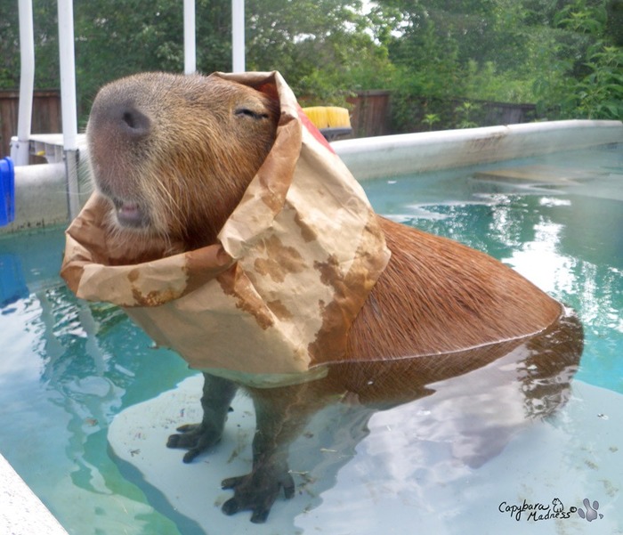 ペットのカピバラさん