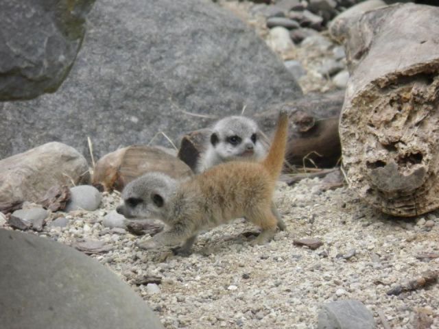 もう可愛すぎて何と言って良いのか分からない動物