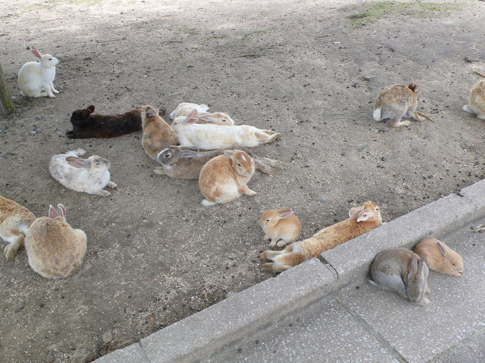 うさぎの天国になってる「大久野島」 