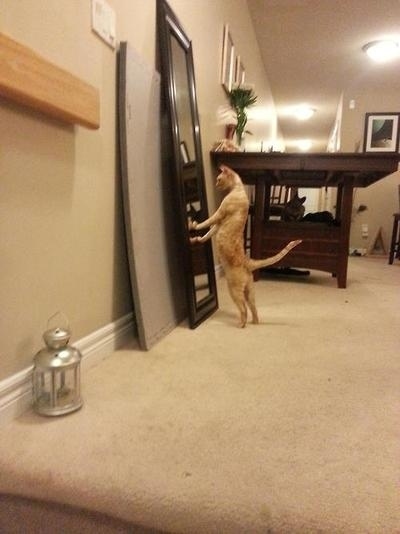 とにかく魅力的な猫の写真