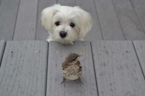 違う種類の動物が仲よくしている可愛い写真