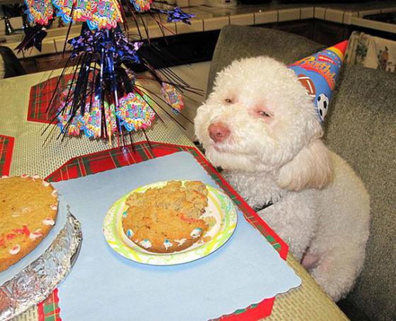 幸せそうに笑いすぎ！ニッコリ笑顔の動物たちの写真