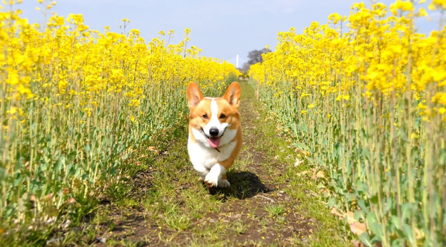 本当に可愛いコーギー犬の写真