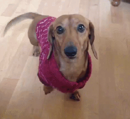 セーター着た暖かそうな動物画像