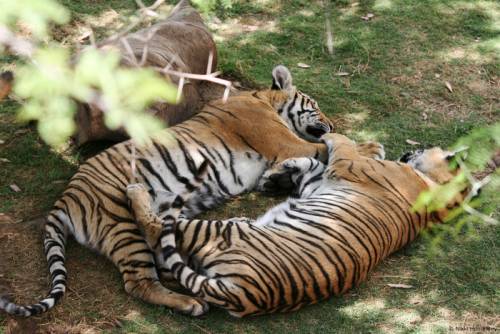 寄り添う動物たち
