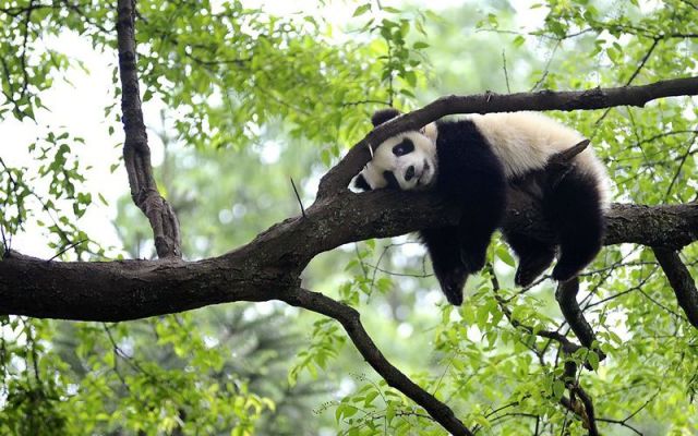 癒しの動物たちの写真