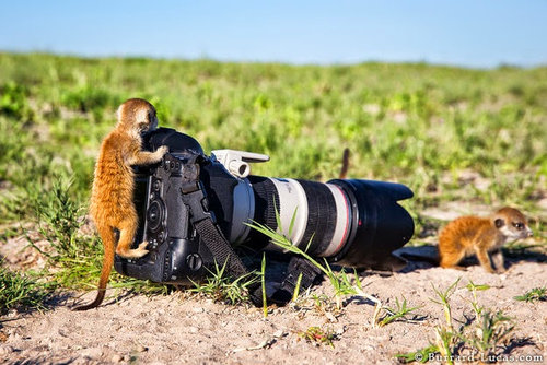 自分を「ニンゲン」だと思いこんでる動物たちの写真