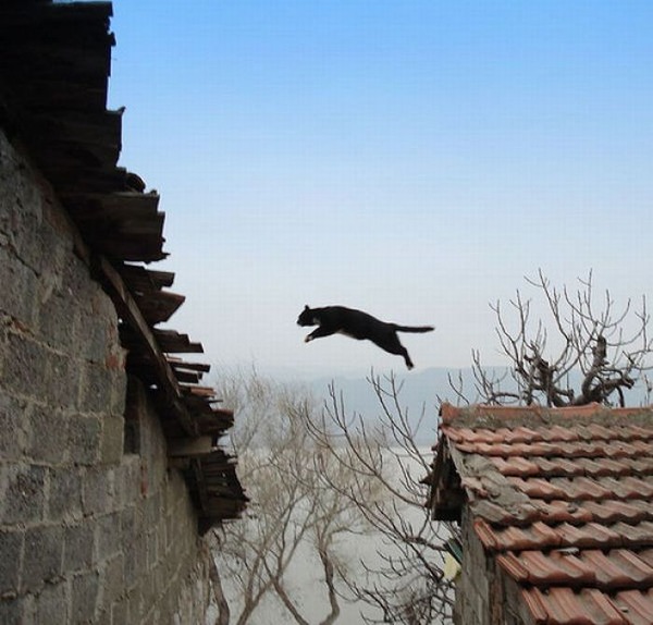 空中を飛行する猫たちの可愛い写真