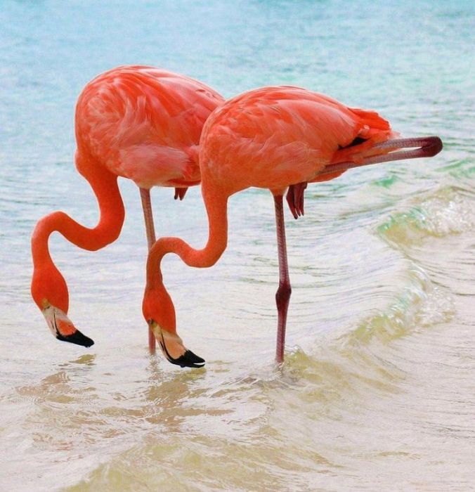 フラミンゴが大群すぎてワロタｗｗｗ写真