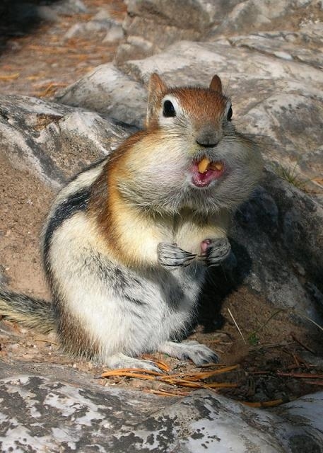 食欲のとどまるところを知らないシマリス