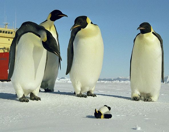 見ているだけで笑える動物のオモシロ画像