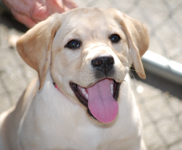 幸せそうな犬の笑顔