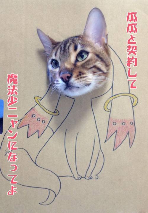 猫がダンボールから顔を出したイラスト画像