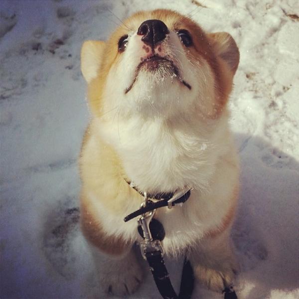 コーギー犬が本当に可愛すぎる写真
