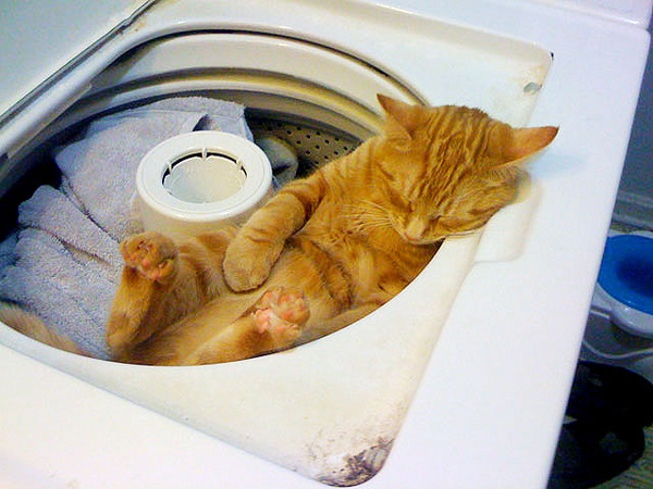 猫が寝ている姿が本当に可愛らしい写真