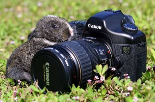 元気になれる動物の画像