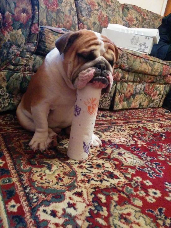 思わず微笑んでしまう可愛い動物達の写真