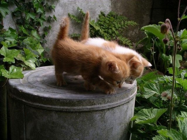 ふかふかした可愛すぎる動物画像