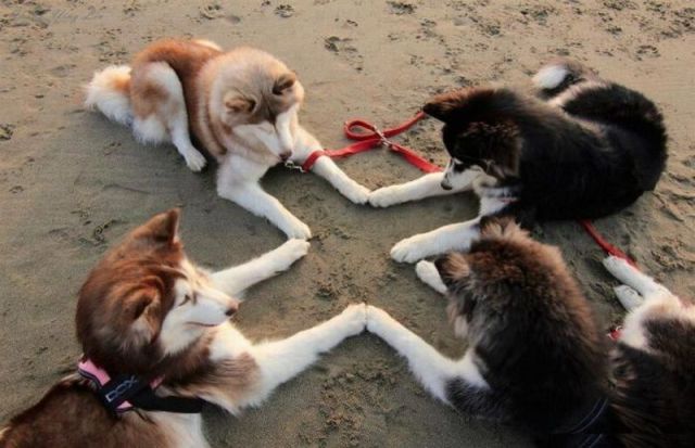 なんで動物ってこんなに可愛いんだろと思える写真