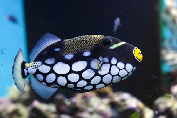 ちょこっとブサイクだけど愛嬌があって美しい魚の写真
