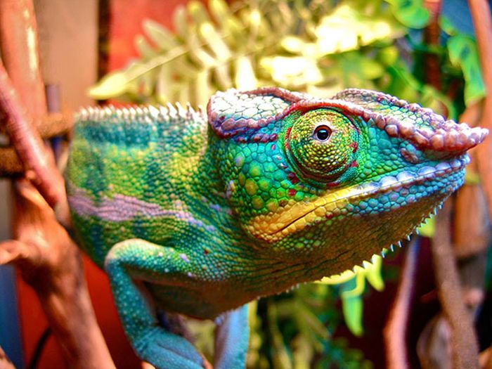 美しい野生の生き物の写真