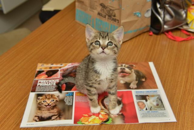 ちょっと可愛すぎる動物たちの写真