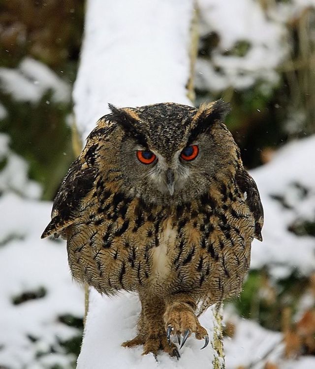 ふかふかした可愛すぎる動物画像