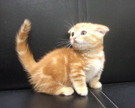 本当に可愛い猫の写真